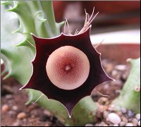 Huernia oculata 